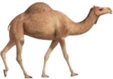 Camel Nutrition Products