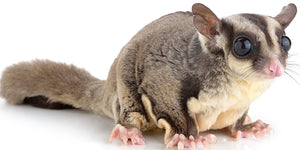 Sugar Glider Nutrition Products