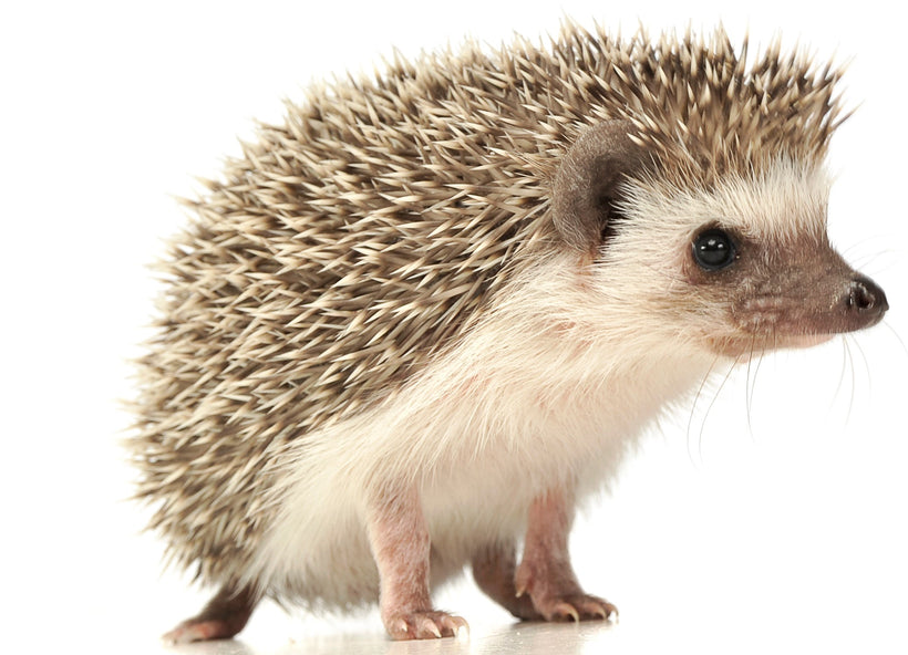 Hedgehog Nutrition Products