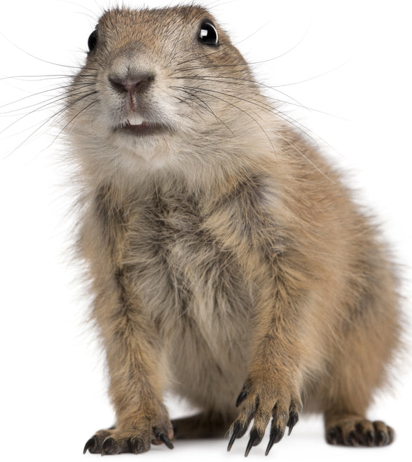 Prairie Dog Nutrition Products
