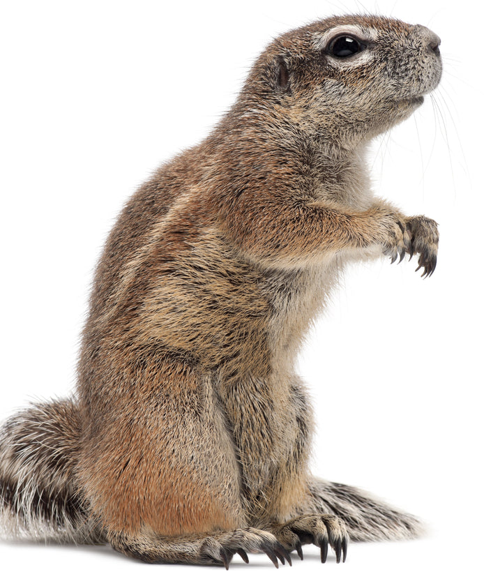 Ground Squirrel Nutrition Products