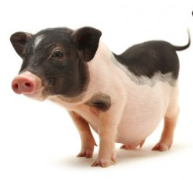 Miniature Pig Nutrition Products
