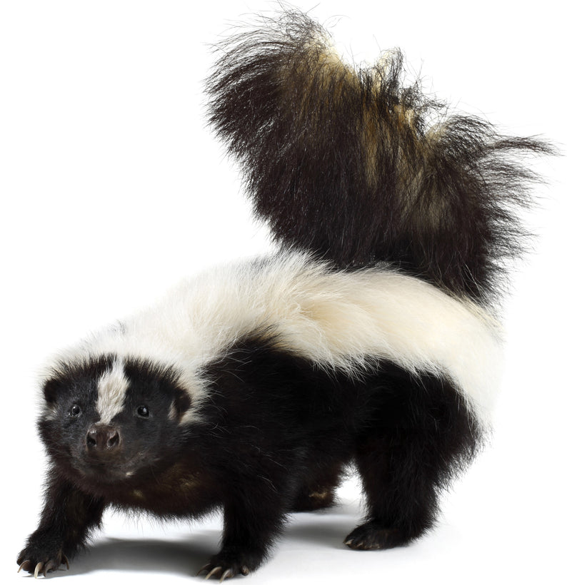 Domestic Skunk Nutrition Products